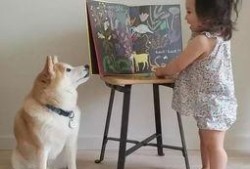 艺犬堂员工爆料视频大全,揭秘幕后真相与内幕视频大盘点